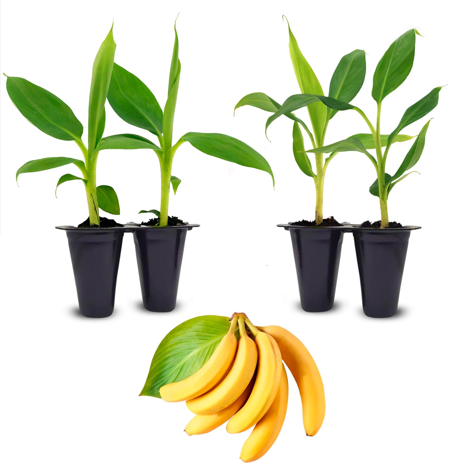 Amazon.com : Banana Basjoo Plants (4 Pack) – Live Cold Hardy